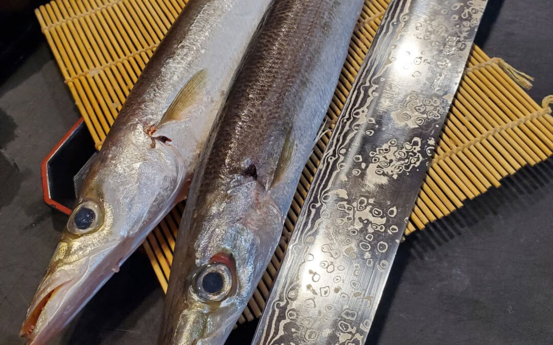 本日、新鮮な特大かますが入荷しました✨その存在感は圧倒的で、